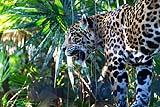 Jaguar Belize 2019